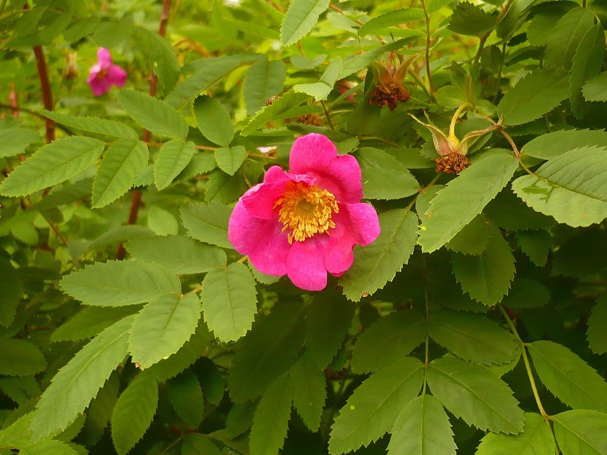Rosa pendulina (Rosaceae)